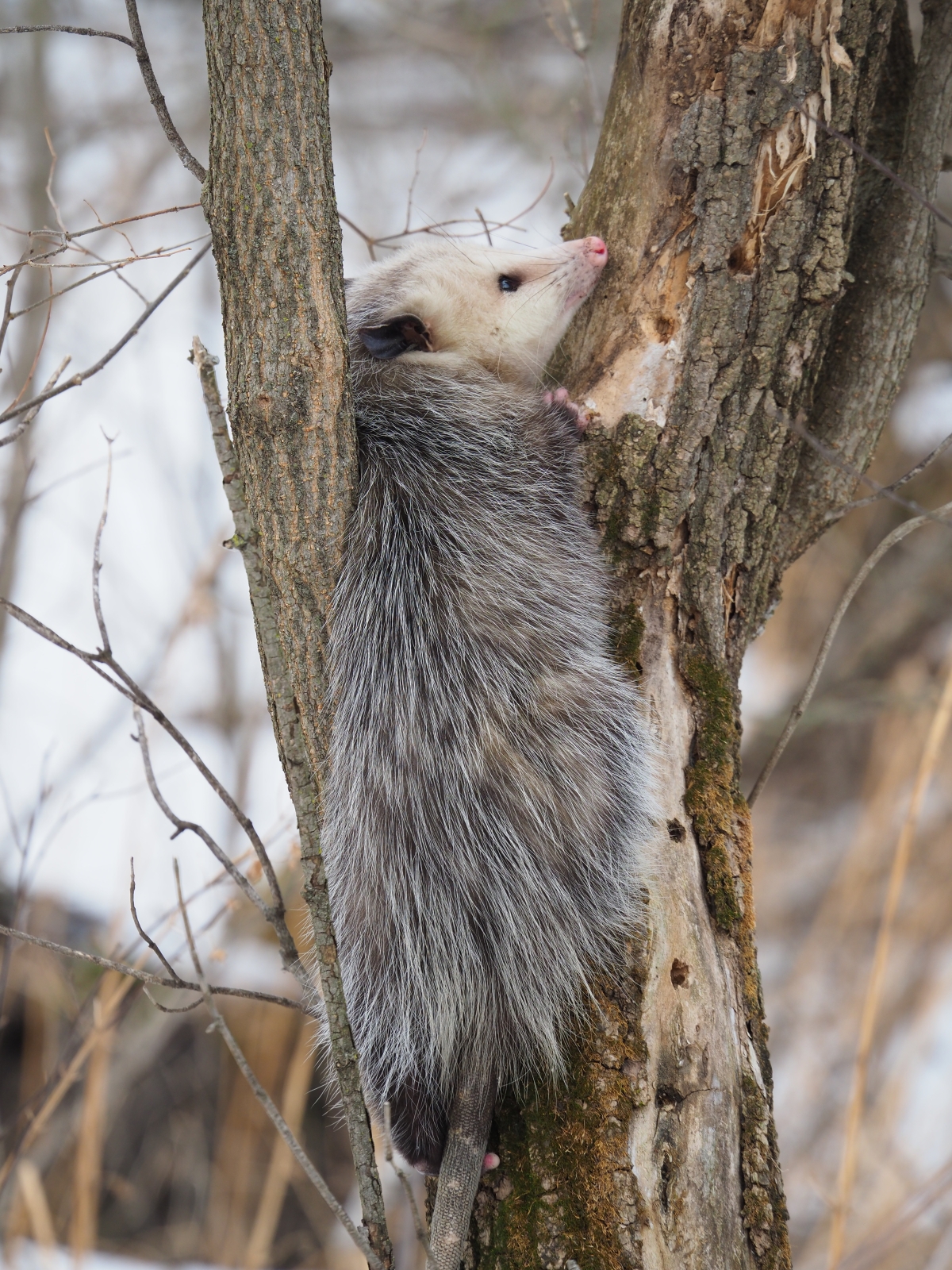 Virginia opossum perching on a tree